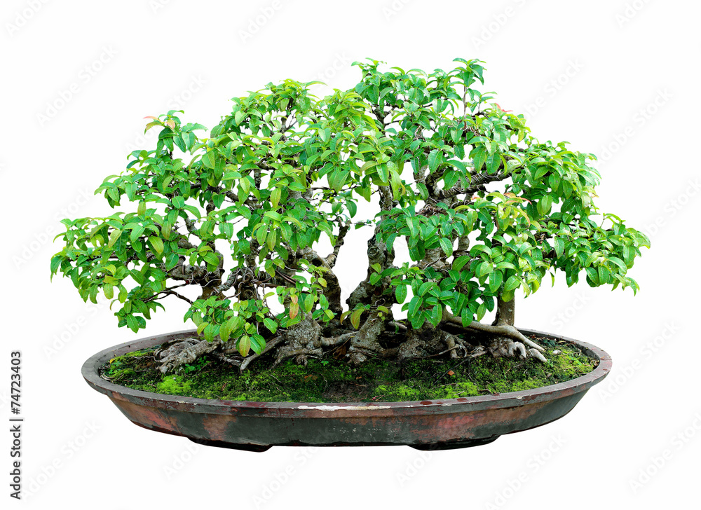 bonsai tree with white background,general decoration in the trad bonsai tree with white background,general decoration in the trad