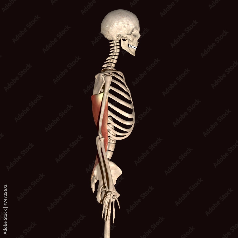 skeleton anatomy