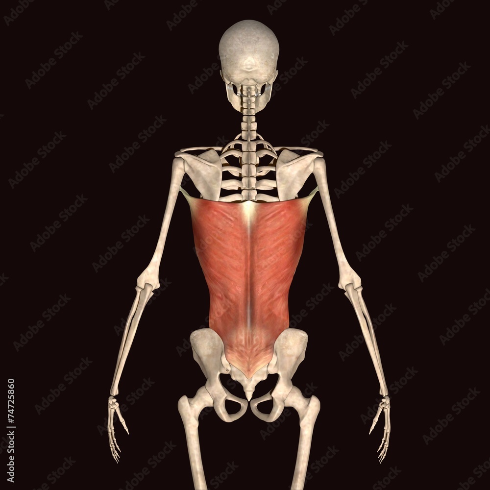 skeleton anatomy skeleton anatomy
