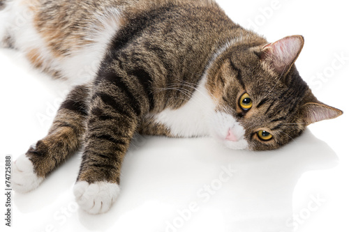 Portrait of a grey striped cat