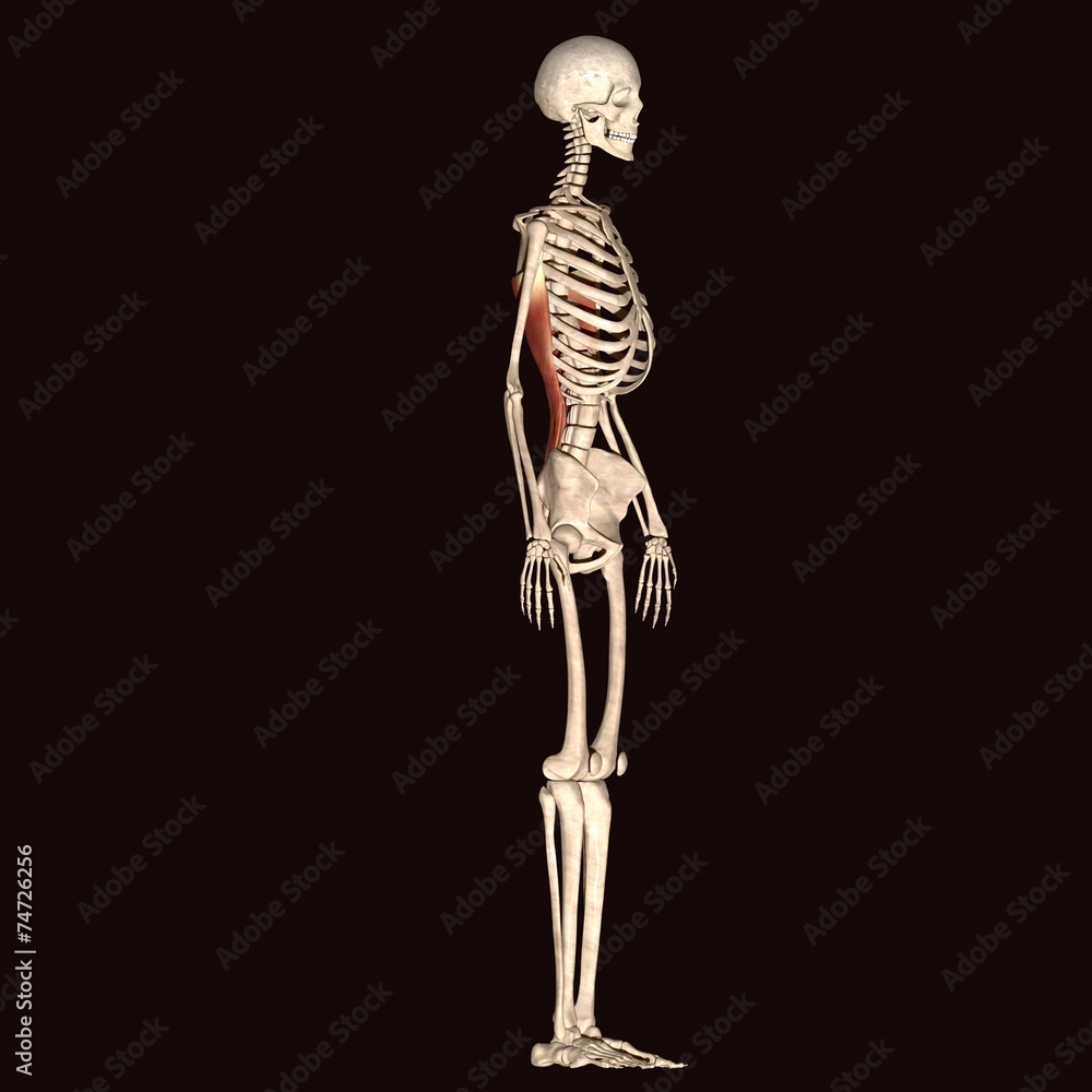 skeleton anatomy skeleton anatomy