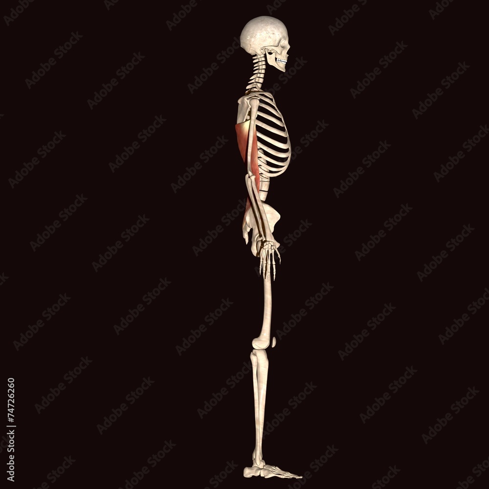 skeleton anatomy skeleton anatomy