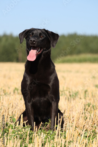 Schwarzer Hund im Feld © Jana Behr