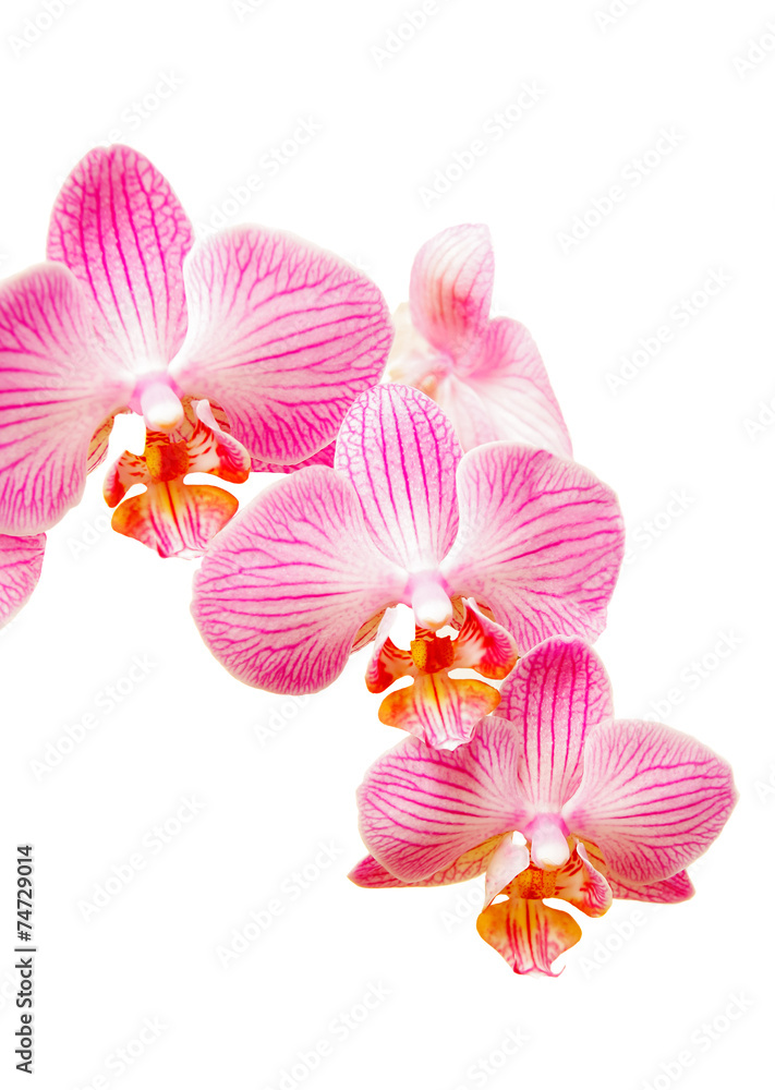 Branch of orchid Branch of orchid
