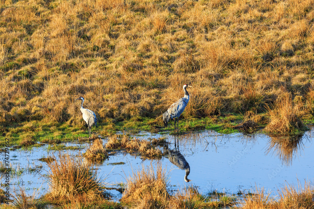 Cranes at a pond