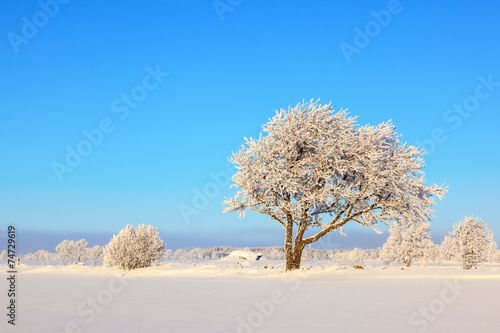 Frosty trees on a field