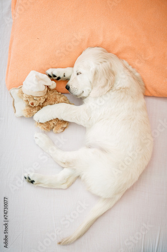 golden retriever puppy © Iurii Sokolov