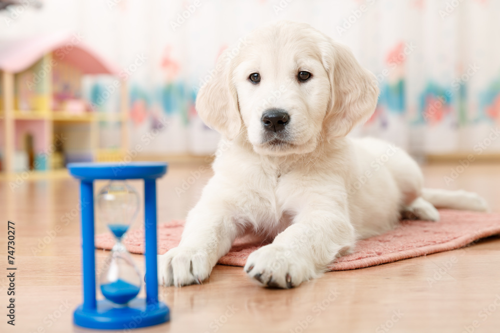 training of golden retriever puppy training of golden retriever puppy