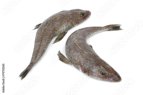 Pair of fresh raw flathead fishes photo