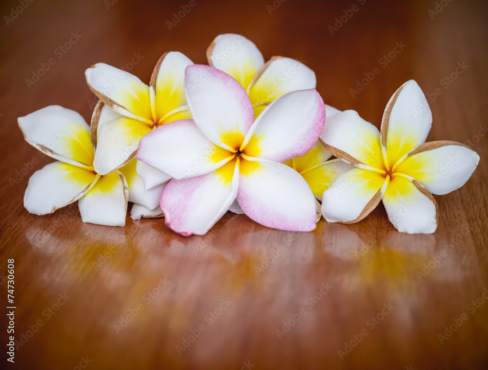Plumeria flowers on wooden background Plumeria flowers on wooden background