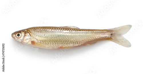 honmoroko, japanese willow shiner(male), luxury freshwater fish photo