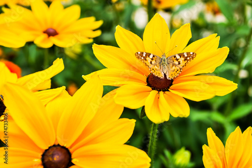Papillon posé sur fleur