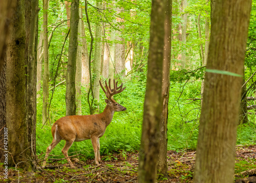 Whitetail Deer Buck In Velvet © brm1949