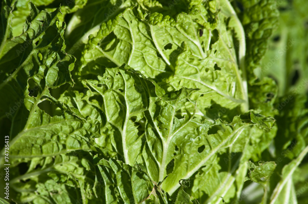 Salatblätter Salatblätter