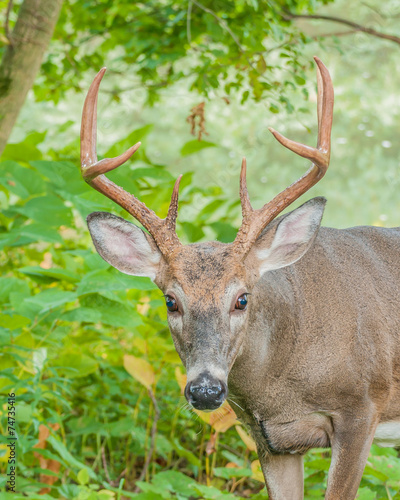 Whitetail Deer Buck