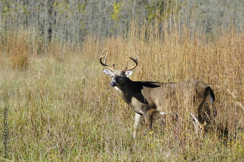 Fototapeta Naklejka Na Ścianę i Meble -  Whitetail Deer Buck