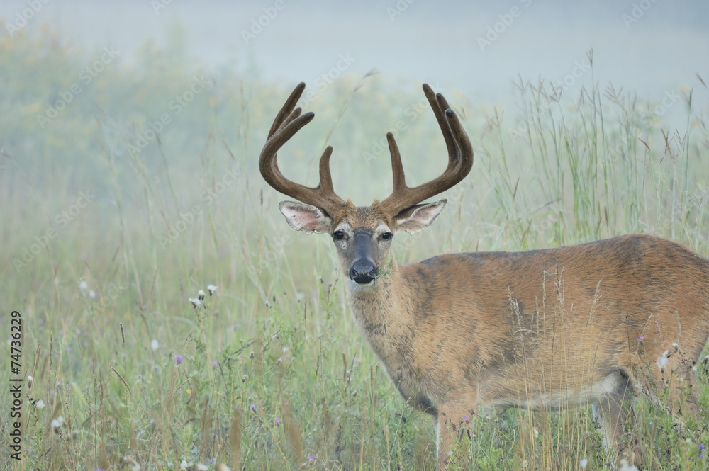Fototapeta premium Whitetail Deer Buck In Velvet