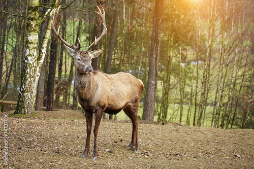 Beautiful image of deer stag in forest landscape of forest in Au © ZoomTeam