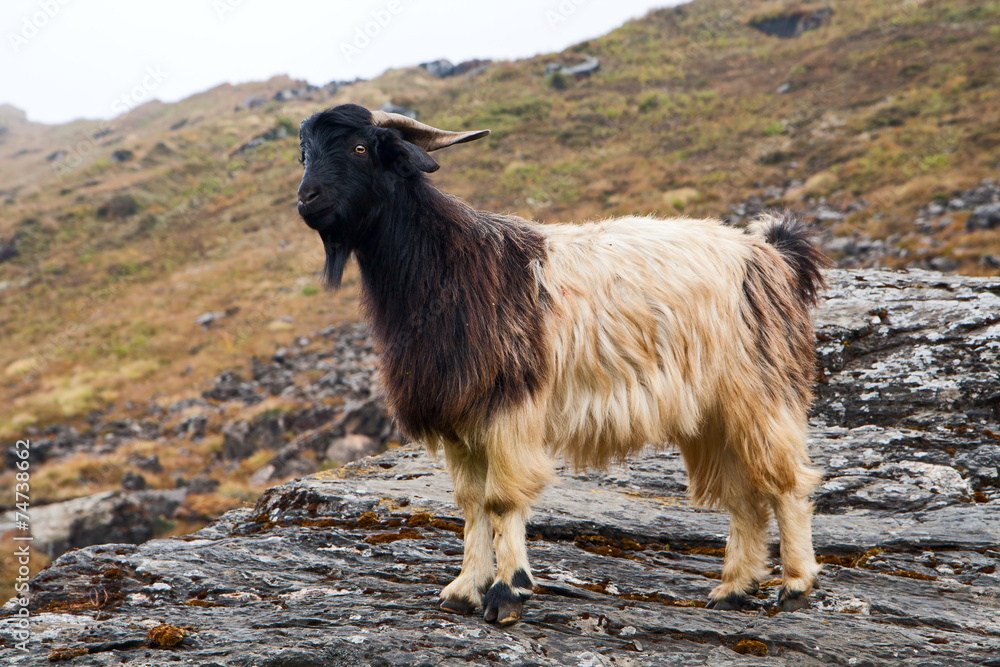 Goat on a stone Goat on a stone