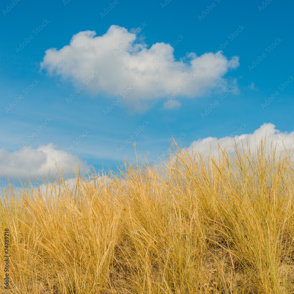 landscape landscape