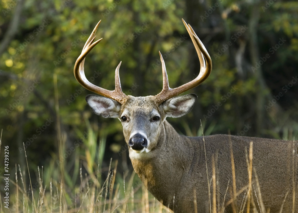 Naklejka premium Whitetail Deer Buck