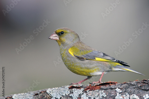 Greenfinch