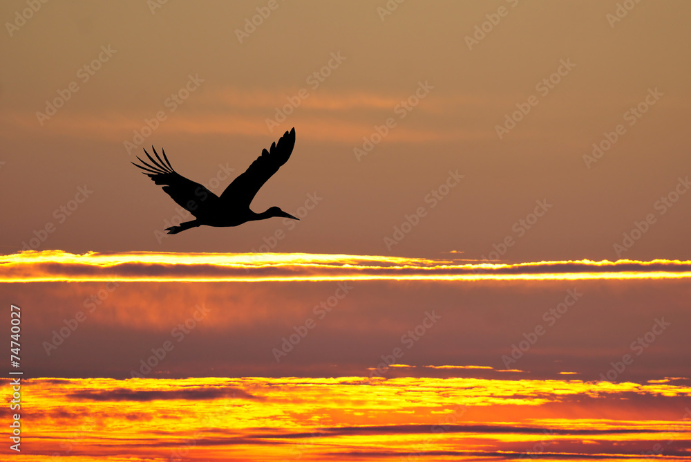 Naklejka premium Silhouette of white stork flying at sunset