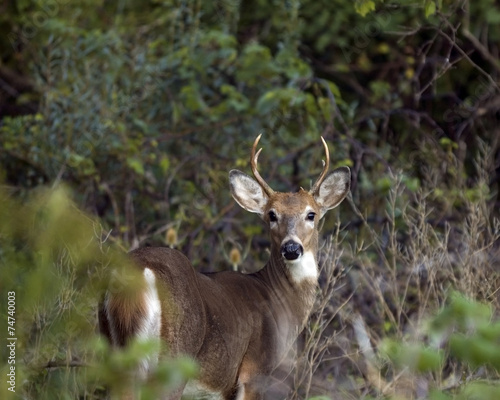 Whitetail Deer Buck