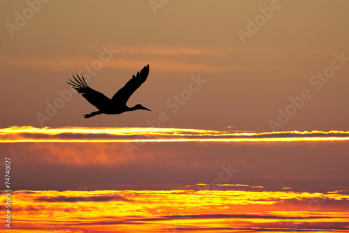 Silhouette of white stork flying at sunset