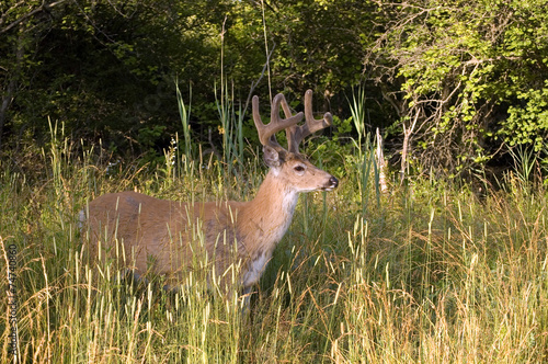 Fototapeta Naklejka Na Ścianę i Meble -  Whitetail Deer Buck In Velvet