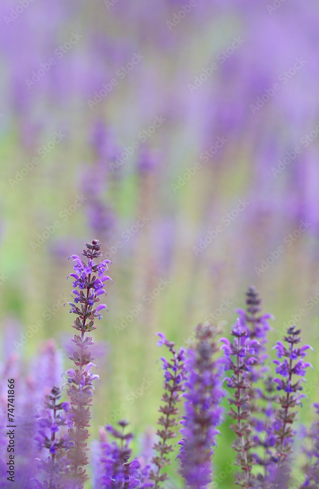 Obraz premium Field of bright blue lavander flowers