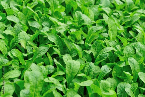 Wallpaper Mural radish sprouts plants grow in vegetable garden  Torontodigital.ca