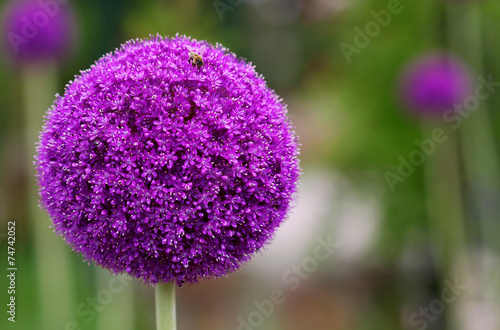 The bright round alium flower macro shot photo