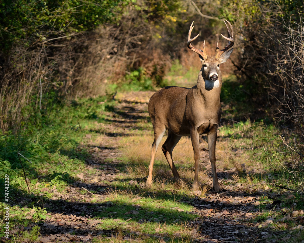 Fototapeta premium Whitetail Deer Buck