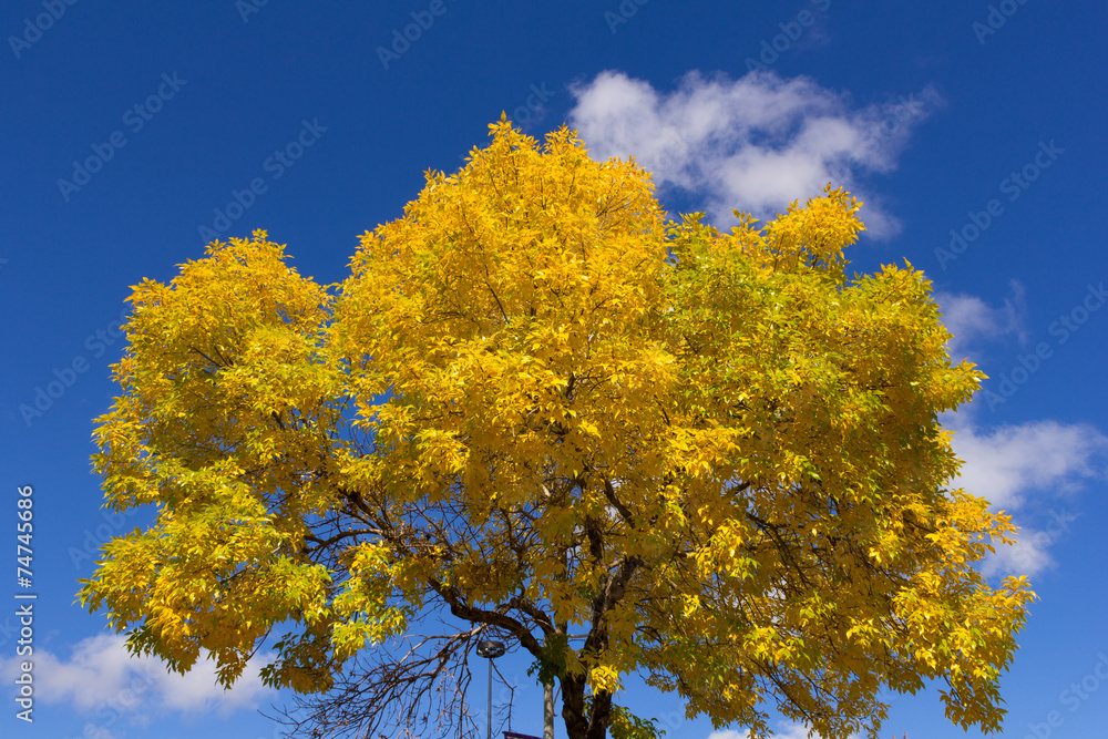 Fototapeta premium Bright Yellow Tree