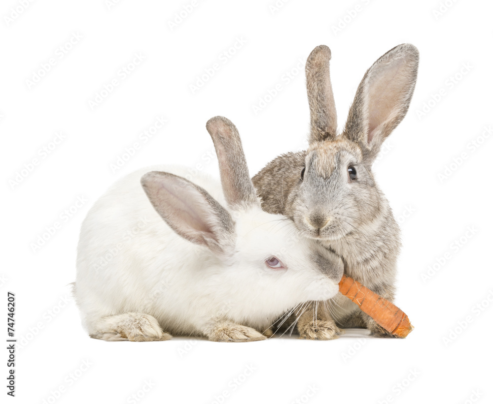 Zwei Kanninchen fressen eine Karotte Zwei Kanninchen fressen eine Karotte