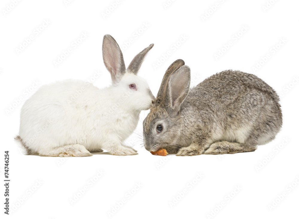 Fototapeta premium Zwei Kanninchen fressen eine Karotte