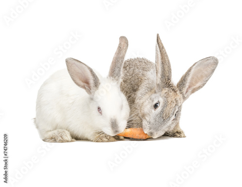 Zwei Kanninchen fressen eine Karotte © lupolucis