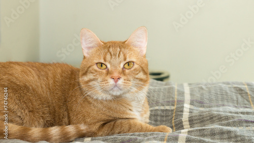 Fototapeta Naklejka Na Ścianę i Meble -  Orange Cat on Bed