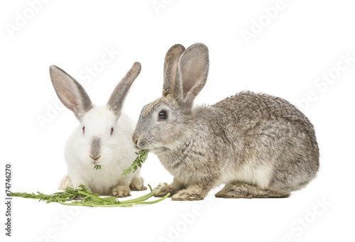 Zwei Kanninchen fressen Karottenblätter
