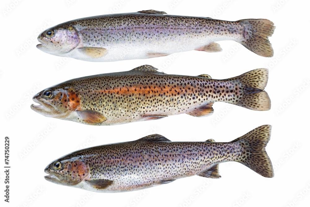 Wild Trout on White Wild Trout on White