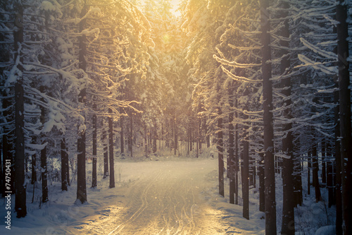 Forest ski-track