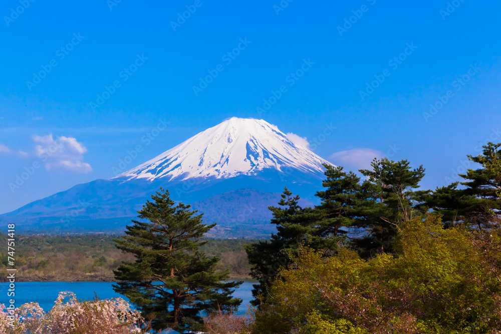 Cherry blossom tree and Mount Fuji