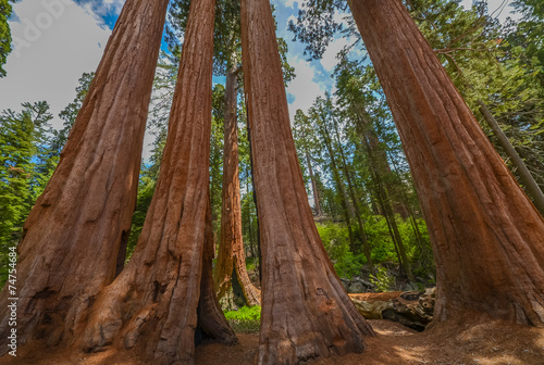 Giant sequoias in beautiful sequoia national park, California