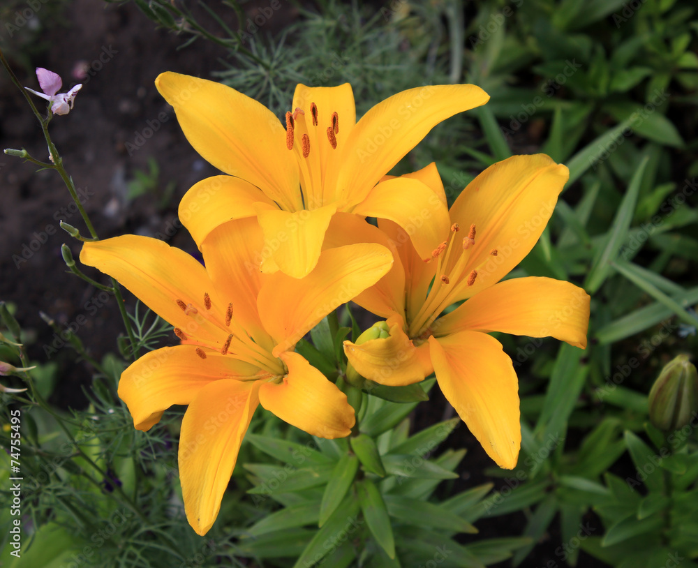 Three yellow lilies in the garden Three yellow lilies in the garden