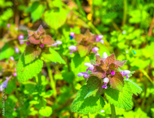 Lamium album L. var. barbatum photo