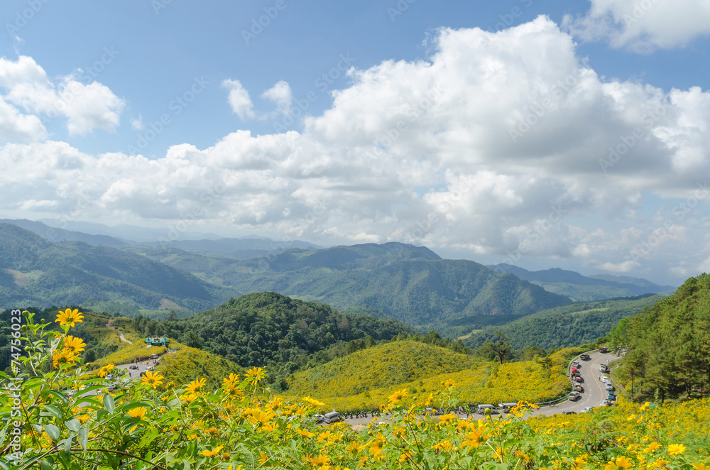 Mexican sunflower mountain in maehongson thailand