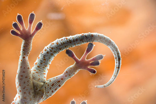 Adhesive hands of a gecko reptile from below