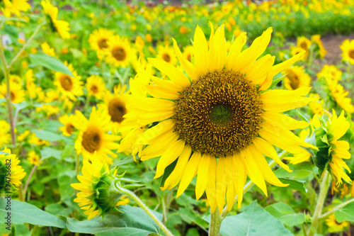“Pot Orange” Sunflower in Summer