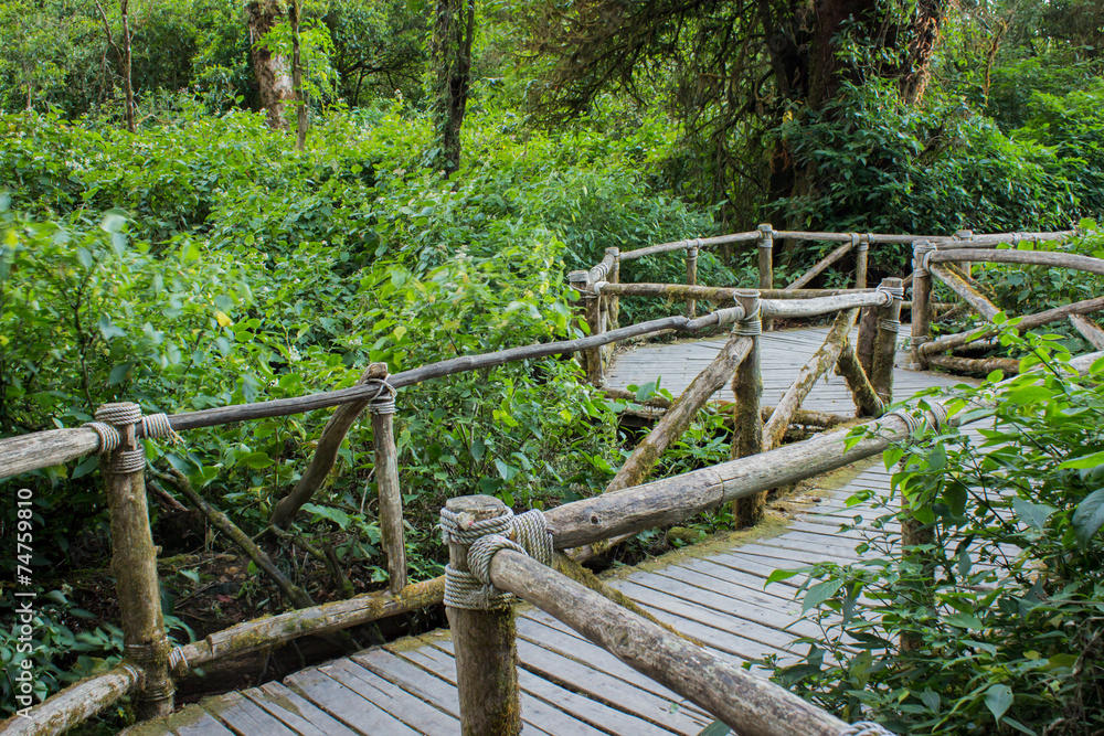 This way into the rainforests and nature This way into the rainforests and nature